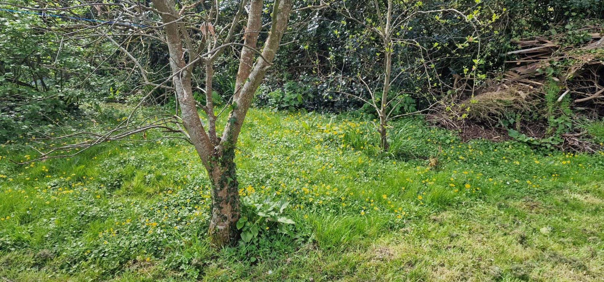 Cherry Orchard Retreat *