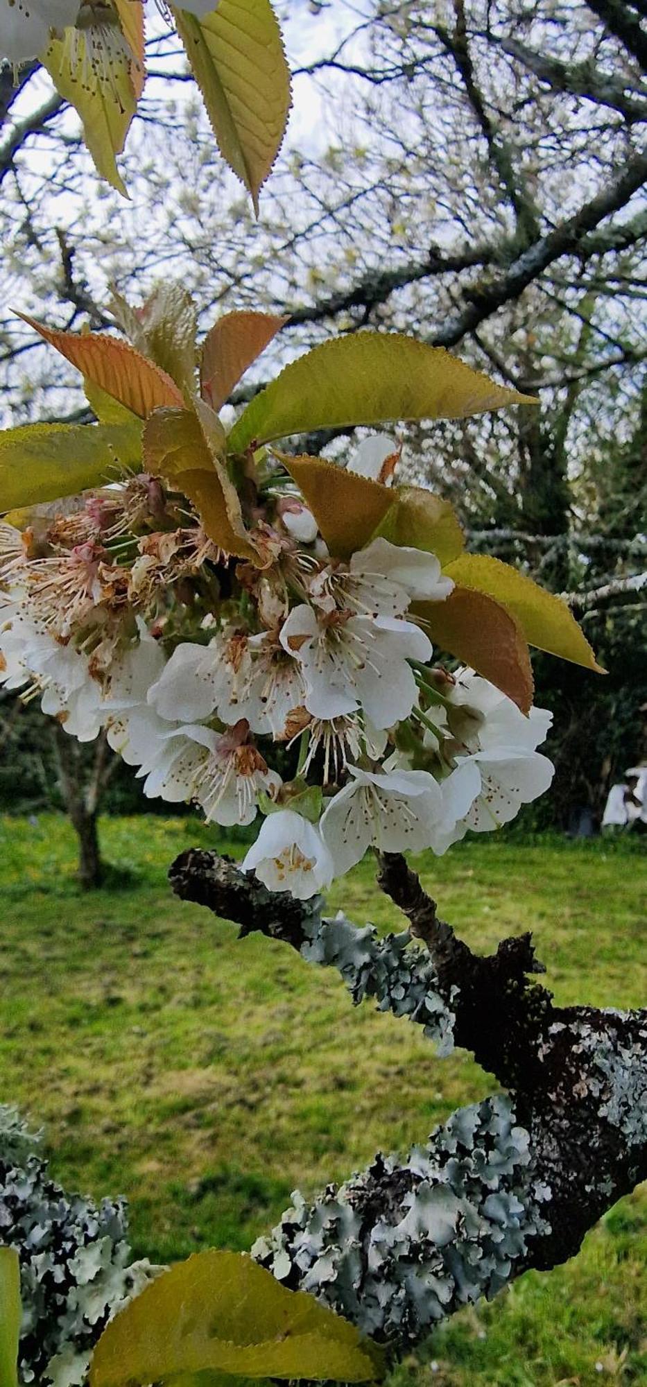 Шале Cherry Orchard Retreat Chideock