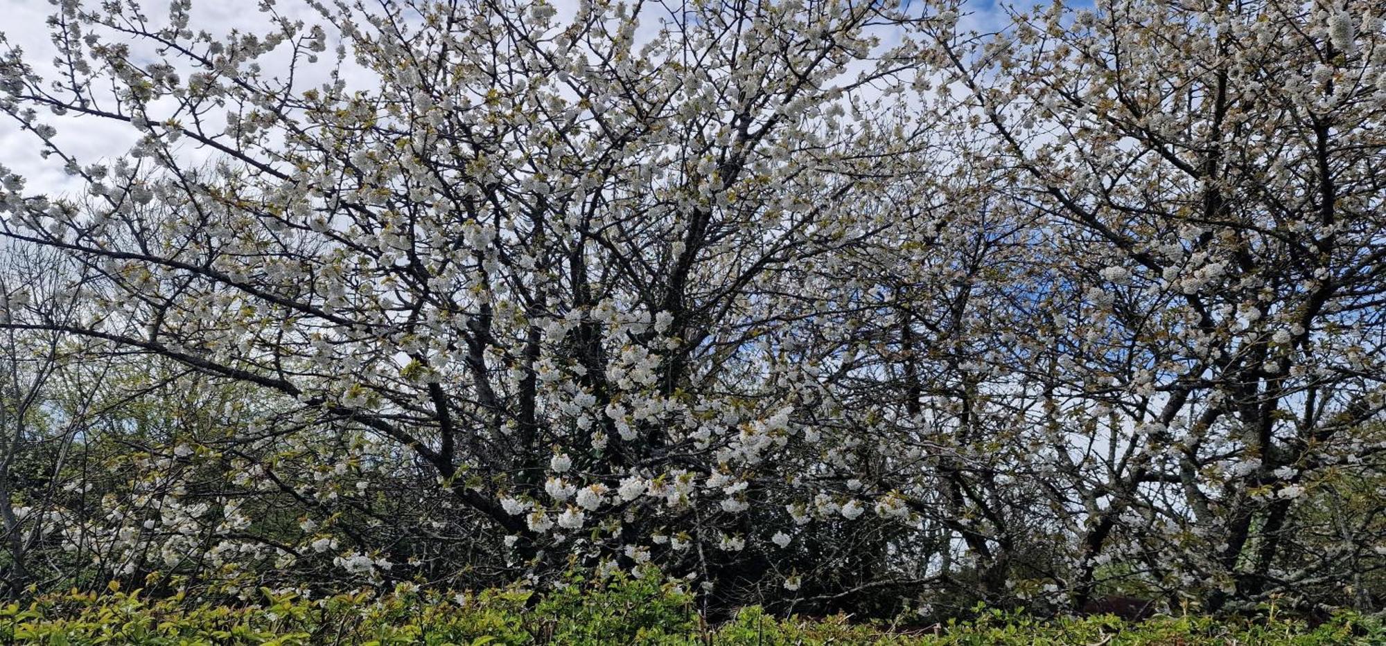 Cherry Orchard Retreat * Chideock